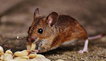 24 Hour & Emergency Exterminators in Albemarle, NC